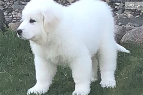 Great Pyrenees Height and Weight. The mass and stature of this breed are in good proportion to one another. The average weight of the Pyrenean Mountain Dog is 38 kg and more for the females and 45 kg and more for the males. And, their height lies somewhere in between 25-32 inches (at the shoulders). WEIGHT. 